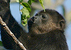 (February 5, 2007) Costa Rica - Day 9 - Monkeys